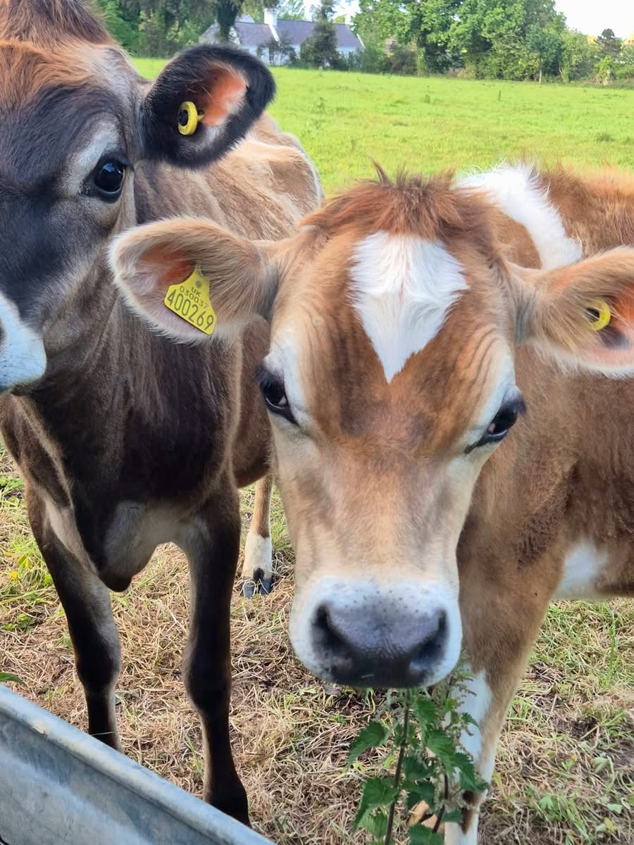 Clairval Dairy Farm visit